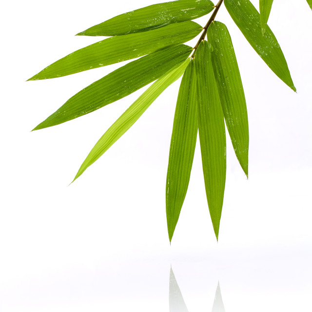 Bamboo leaves turn yellow