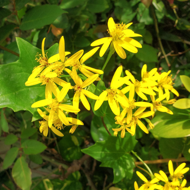 Creeper yellow flowers