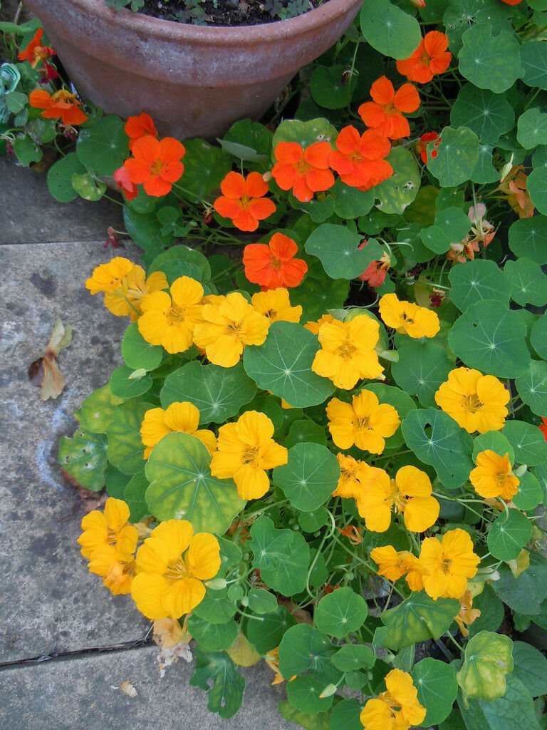 Planting nasturtium from seed