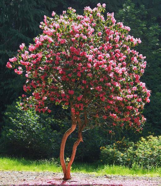 Hard prune azalea