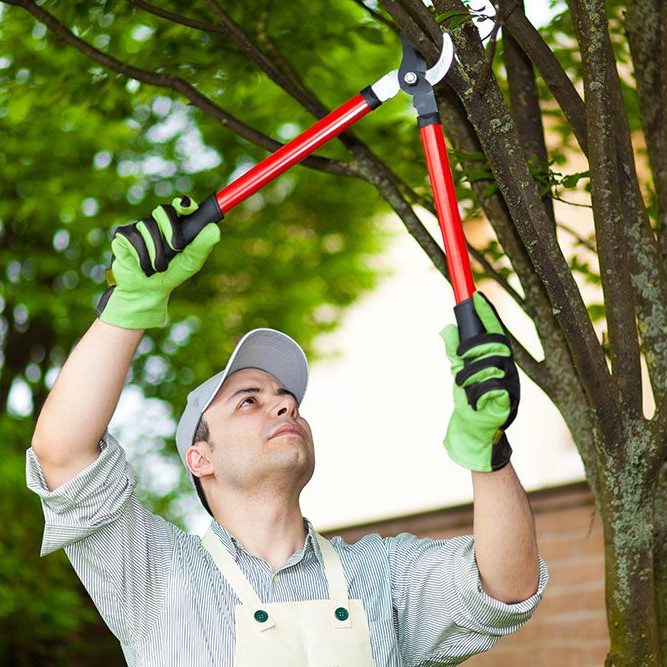 When do you trim boxwoods