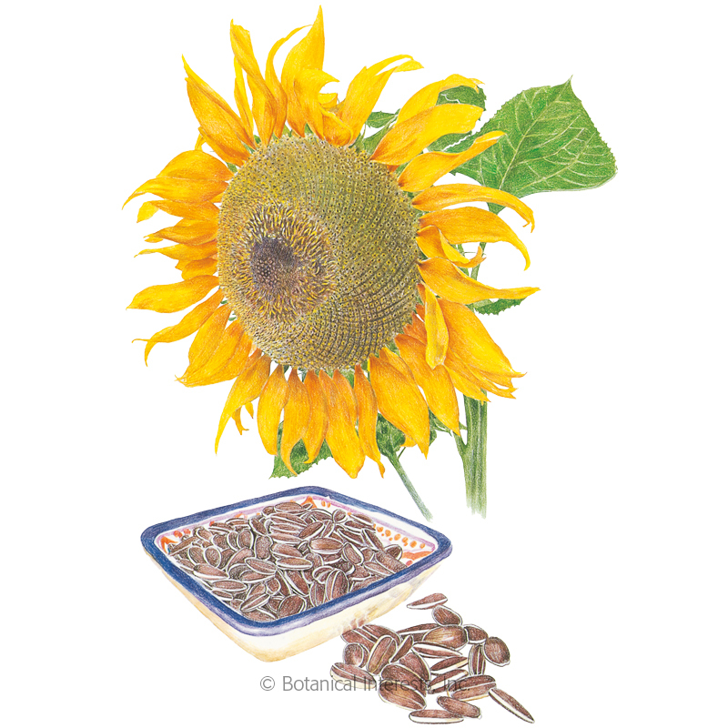 When do you plant sunflowers seeds