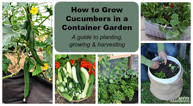 Grow cucumber at home