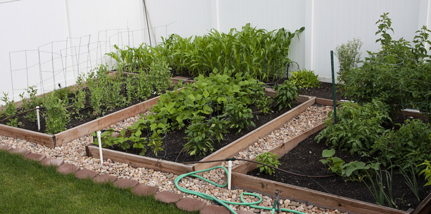 When to plant a veggie garden