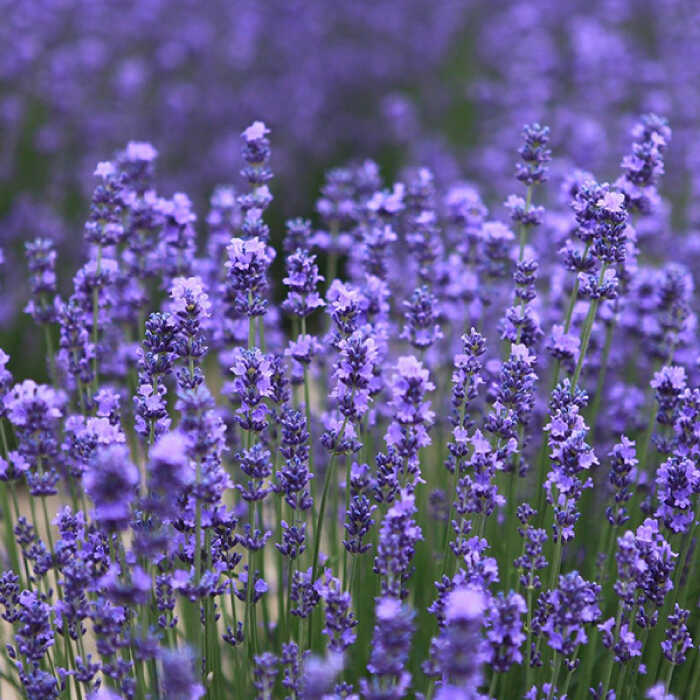 Where to grow lavender