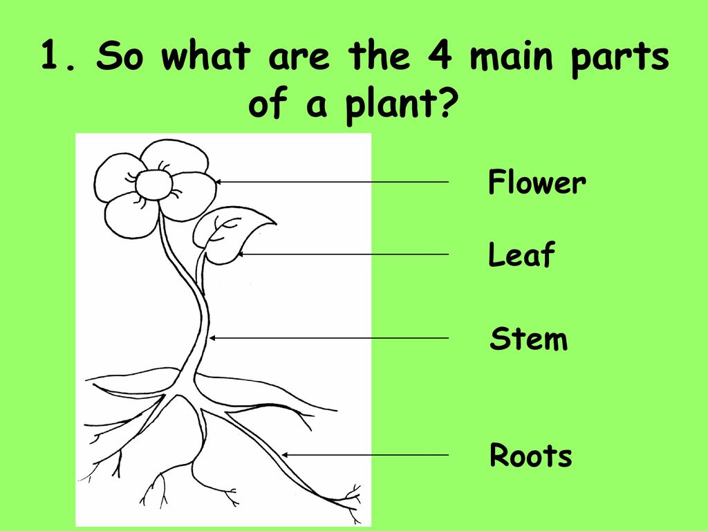 What is a trailing plant