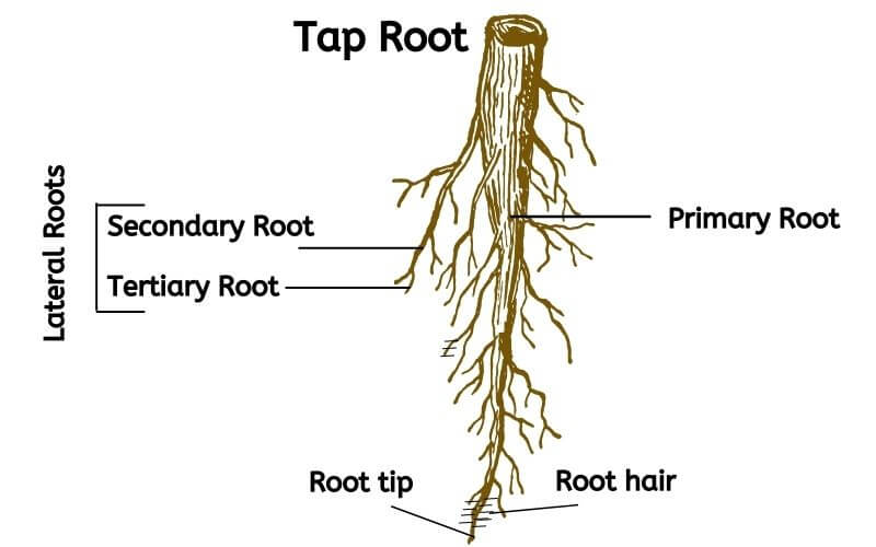 How to kill plant roots