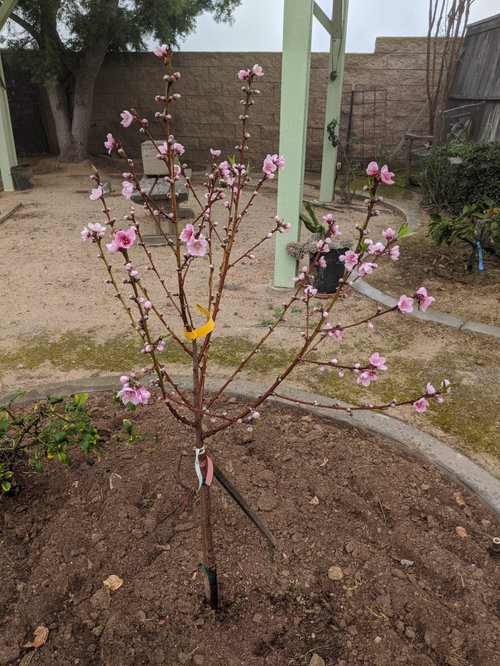 When should peach trees be pruned