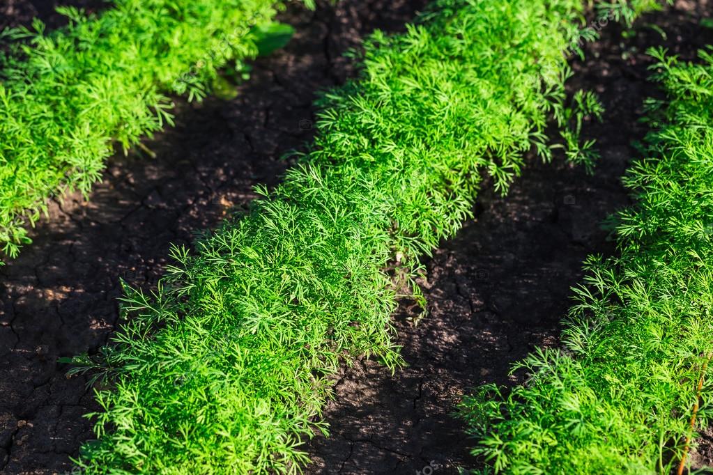 Grow fresh dill