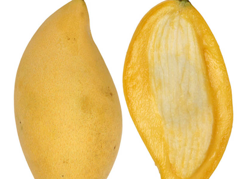 How to plant mango pit
