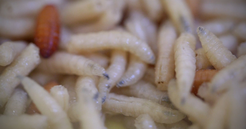 Natural way to kill maggots