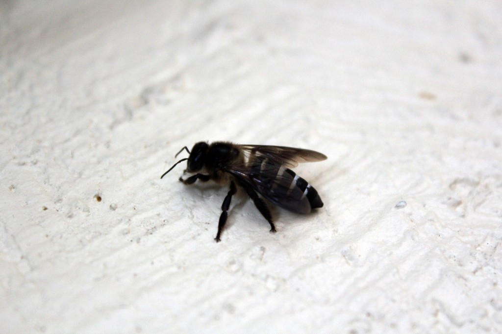 How to spray for carpenter bees