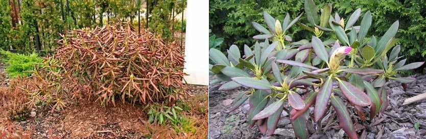 When to trim rhododendron