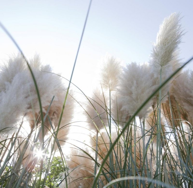 Pampas grass bloom