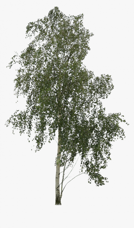 Small birch tree