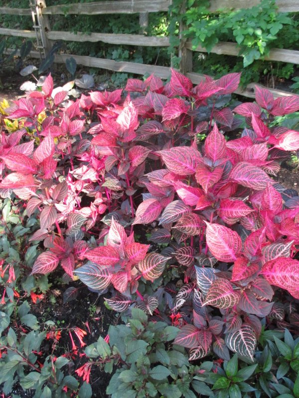 Rose bush leaves are turning yellow