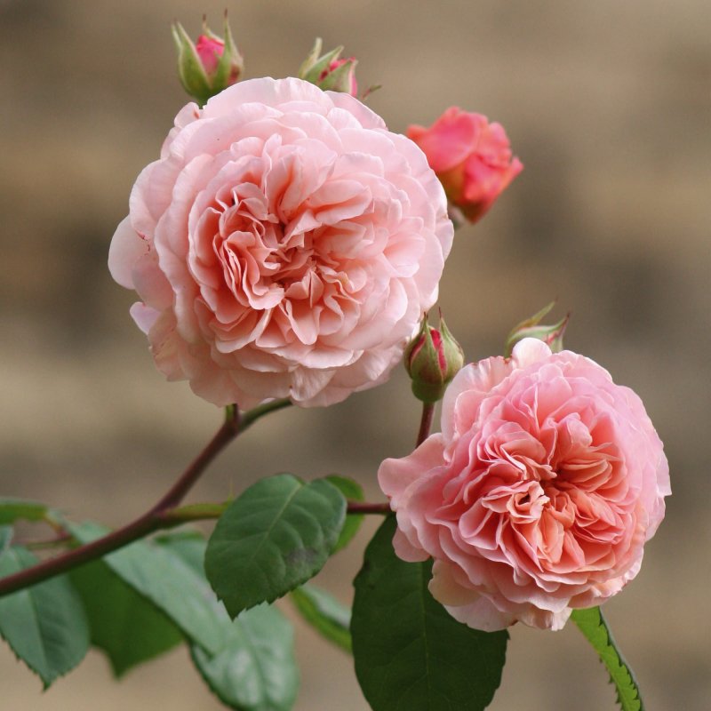 David austin rose pruning