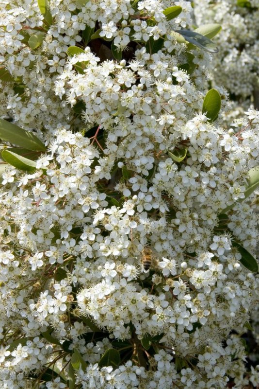 Plant with white flowers and red berries