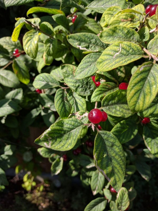 Red berries identification