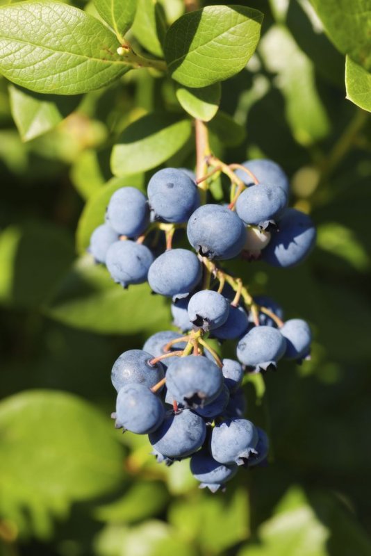 Should you prune blueberry bushes