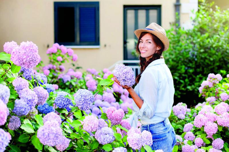 Where to plant hydrangea bushes