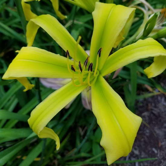 Companion plant for daylilies