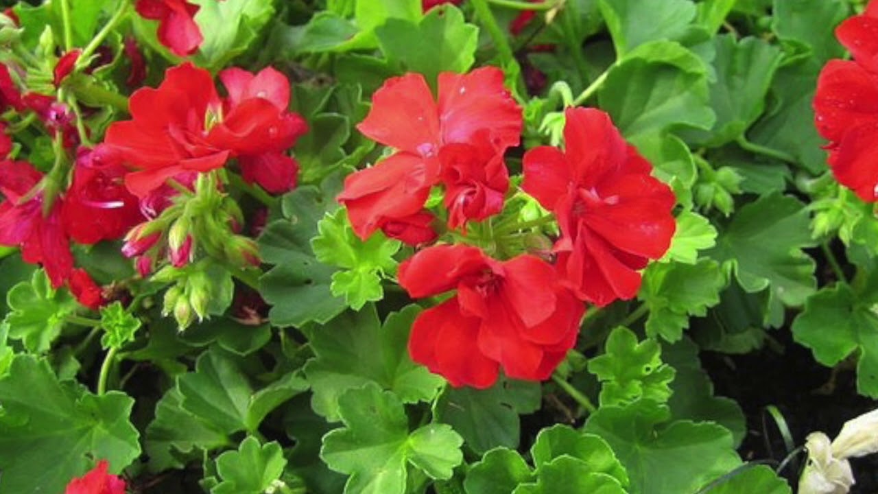 Can you keep geraniums over the winter