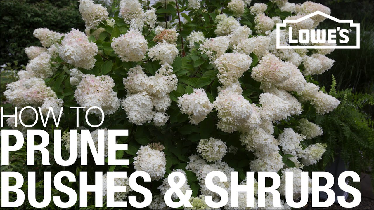 How do you prune a hydrangea bush