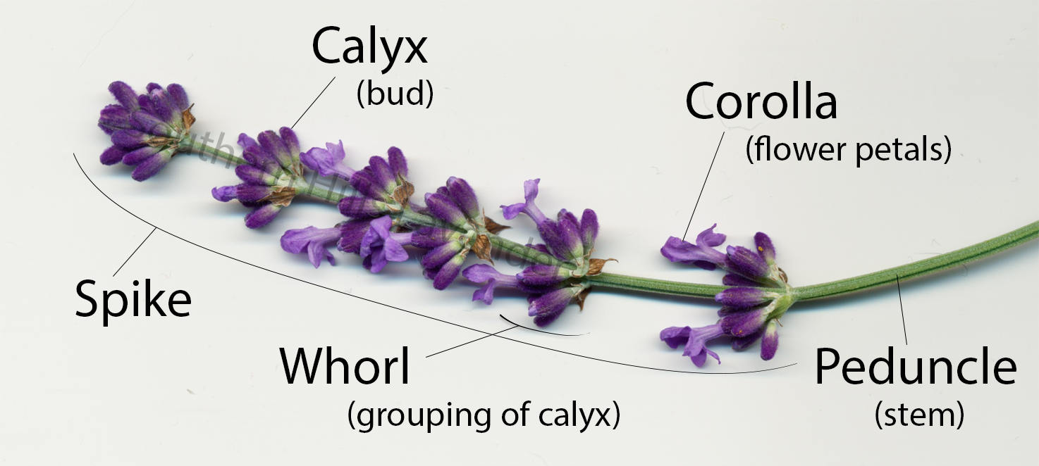 When should you plant lavender